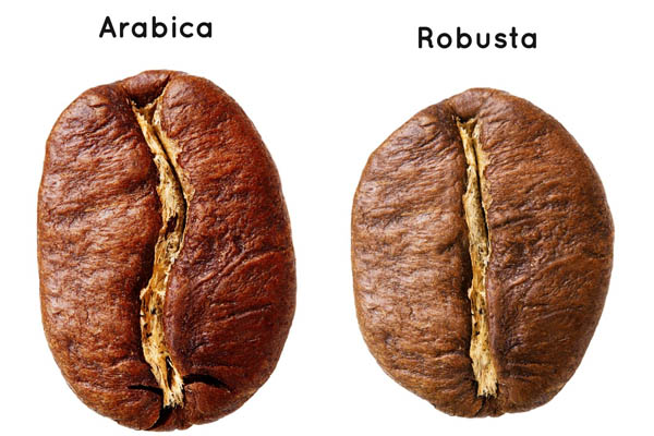 Cách phân biệt robusta và arabica chính xác và dễ hiểu